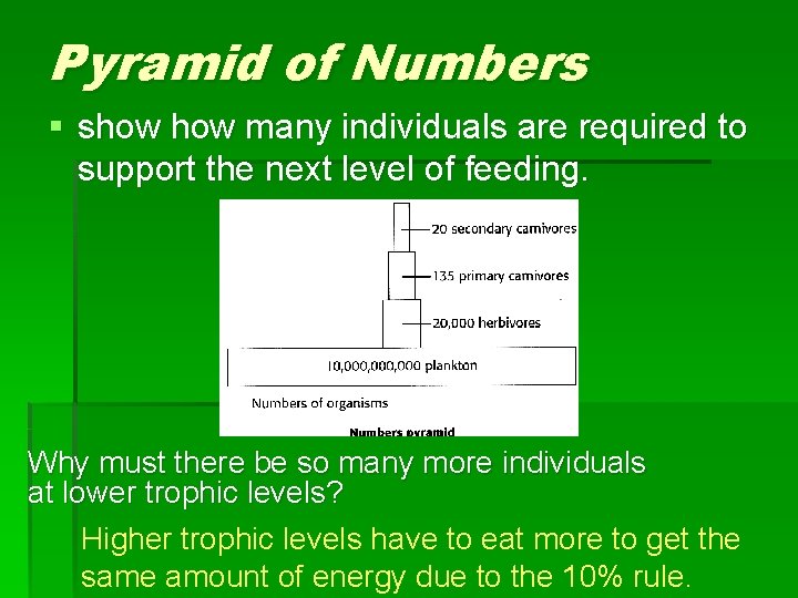 Pyramid of Numbers § show many individuals are required to support the next level