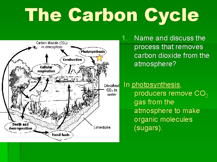 The Carbon Cycle 1. Name and discuss the process that removes carbon dioxide from The Carbon Cycle 1. Name and discuss the process that removes carbon dioxide from