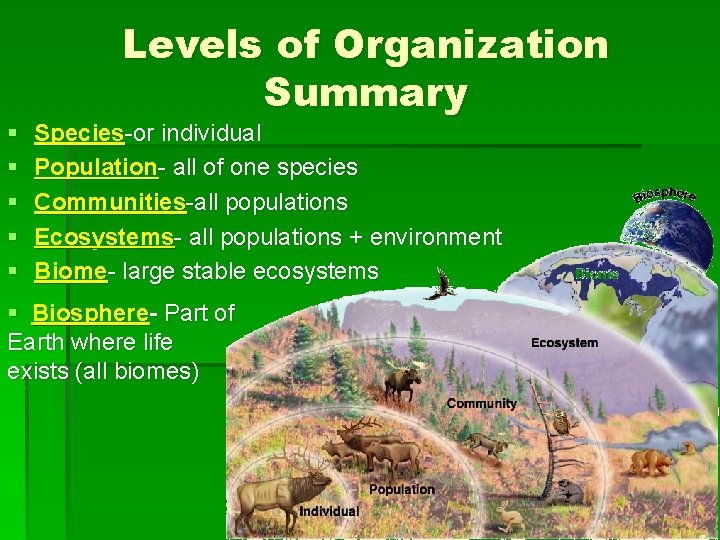 § § § Levels of Organization Summary Species-or individual Population- all of one species