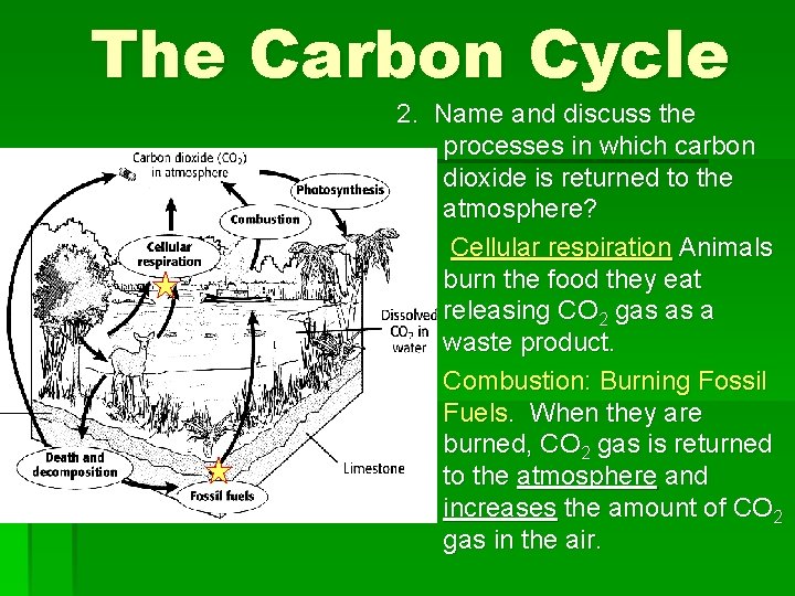 The Carbon Cycle 2. Name and discuss the processes in which carbon dioxide is