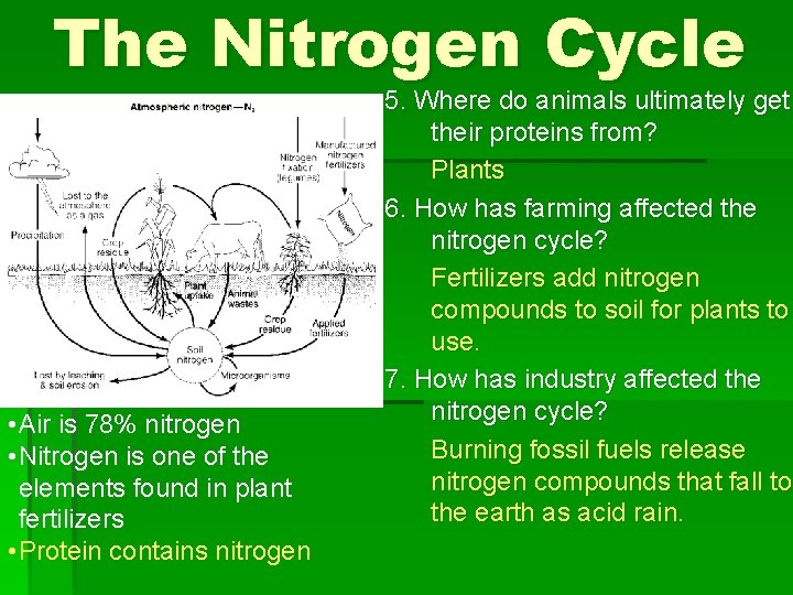 The Nitrogen Cycle • Air is 78% nitrogen • Nitrogen is one of the
