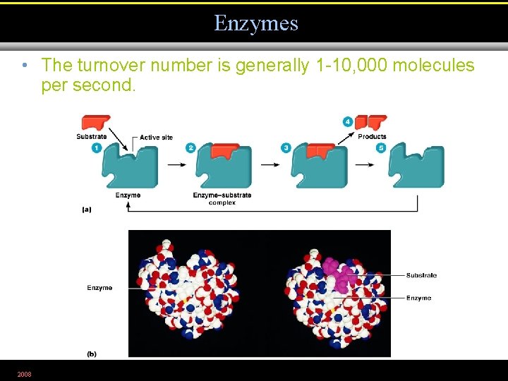 Enzymes • The turnover number is generally 1 -10, 000 molecules per second. 2008