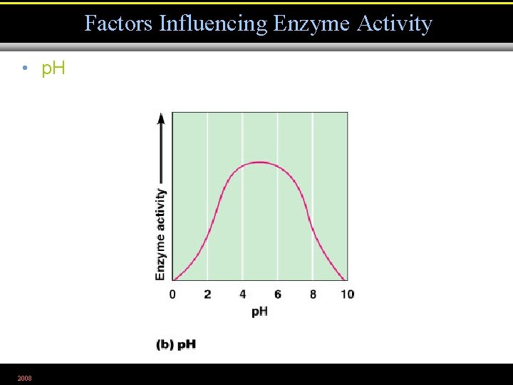 Factors Influencing Enzyme Activity • p. H 2008 Figure 5. 5 b 