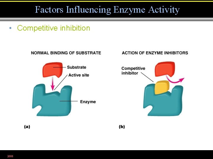 Factors Influencing Enzyme Activity • Competitive inhibition 2008 Figure 5. 7 a, b 