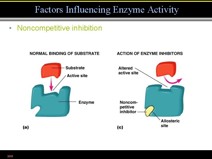 Factors Influencing Enzyme Activity • Noncompetitive inhibition 2008 Figure 5. 7 a, c 