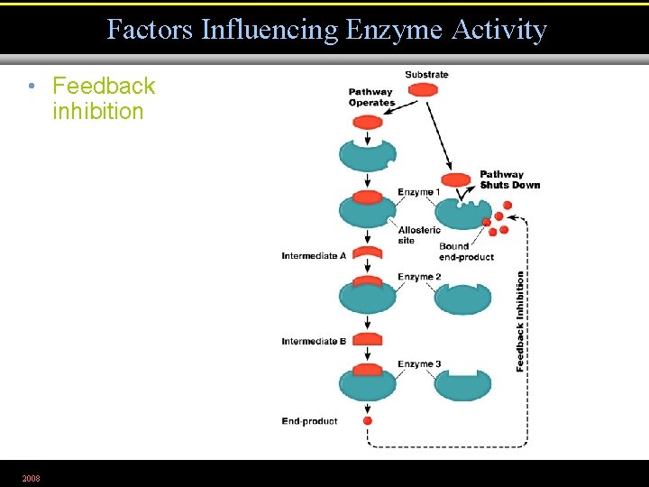 Factors Influencing Enzyme Activity • Feedback inhibition 2008 Figure 5. 8 