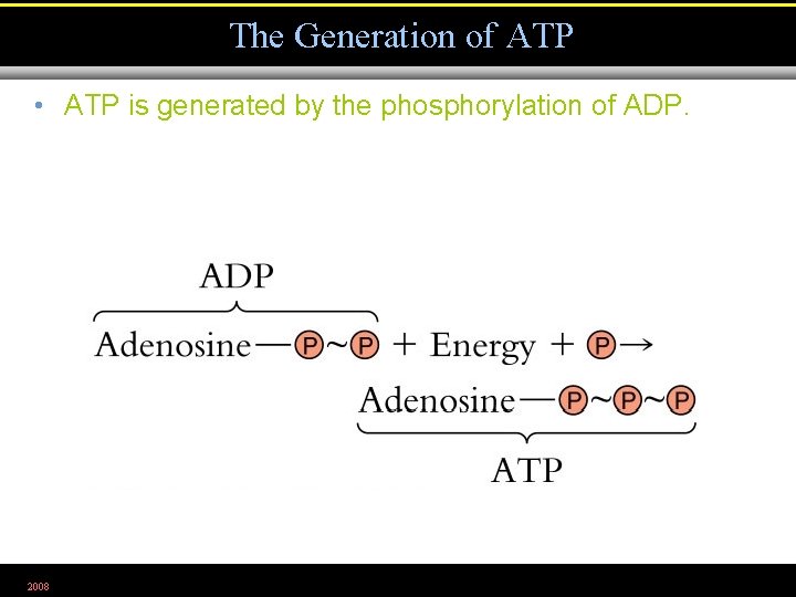 The Generation of ATP • ATP is generated by the phosphorylation of ADP. 2008