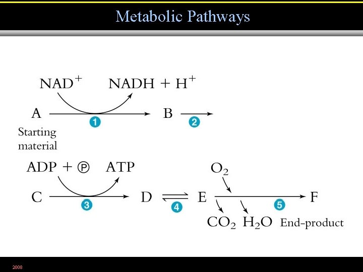 Metabolic Pathways 2008 