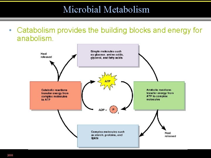 Microbial Metabolism • Catabolism provides the building blocks and energy for anabolism. 2008 Figure