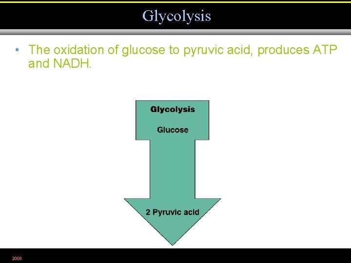 Glycolysis • The oxidation of glucose to pyruvic acid, produces ATP and NADH. 2008