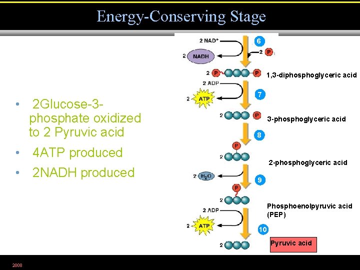 Energy-Conserving Stage 6 1, 3 -diphosphoglyceric acid • 2 Glucose-3 phosphate oxidized to 2