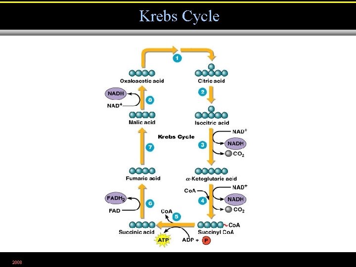 Krebs Cycle 2008 Figure 5. 13. 2 