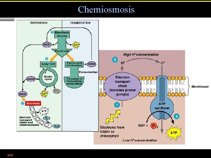 Chemiosmosis 2008 Figure 5. 15 