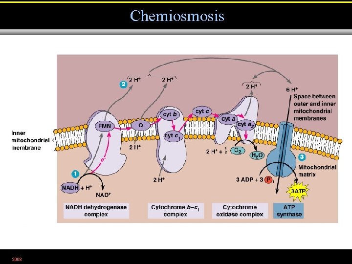 Chemiosmosis 2008 Figure 5. 16. 2 