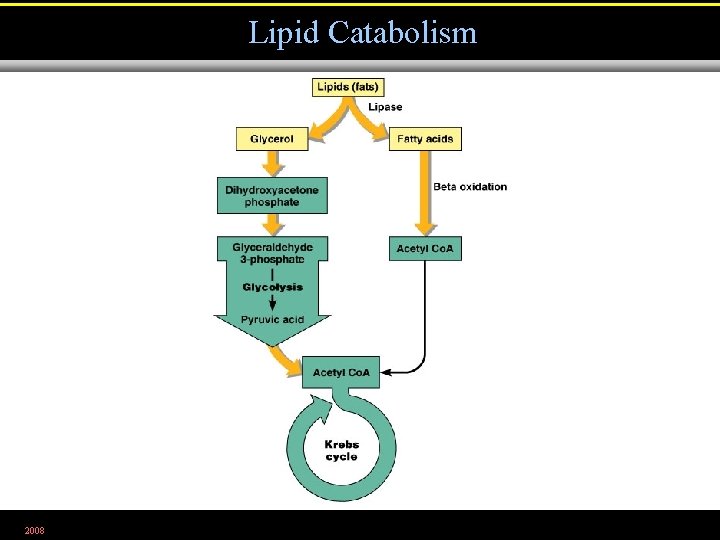 Lipid Catabolism 2008 Figure 5. 20 