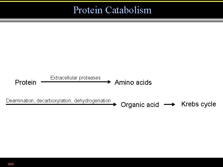 Protein Catabolism Protein Extracellular proteases Deamination, decarboxylation, dehydrogenation 2008 Amino acids Organic acid Krebs