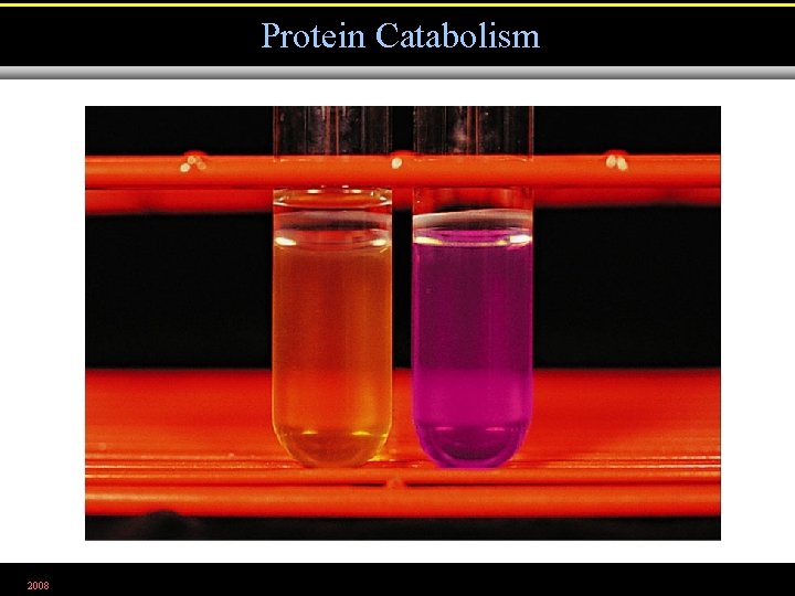 Protein Catabolism 2008 Figure 5. 22 