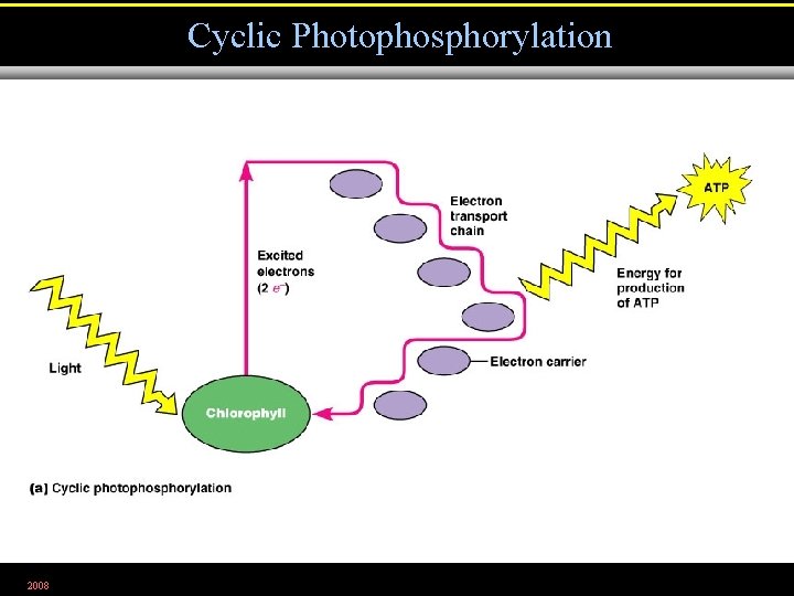 Cyclic Photophosphorylation 2008 Figure 5. 24 a 