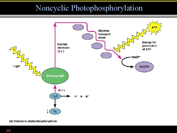 Noncyclic Photophosphorylation 2008 Figure 5. 24 b 