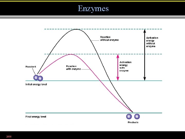 Enzymes 2008 Figure 5. 2 