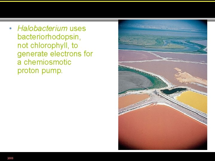  • Halobacterium uses bacteriorhodopsin, not chlorophyll, to generate electrons for a chemiosmotic proton