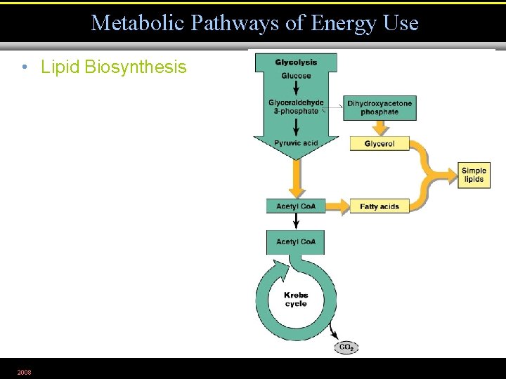 Metabolic Pathways of Energy Use • Lipid Biosynthesis 2008 Figure 5. 29 