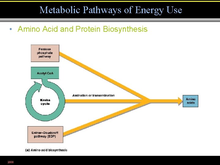 Metabolic Pathways of Energy Use • Amino Acid and Protein Biosynthesis 2008 Figure 5.