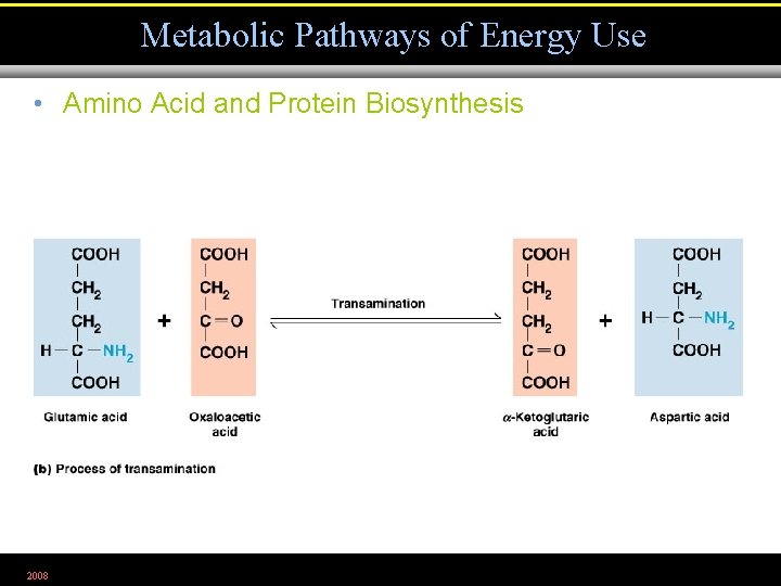 Metabolic Pathways of Energy Use • Amino Acid and Protein Biosynthesis 2008 Figure 5.