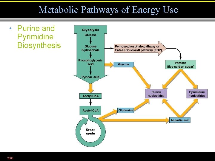 Metabolic Pathways of Energy Use • Purine and Pyrimidine Biosynthesis 2008 Figure 5. 31