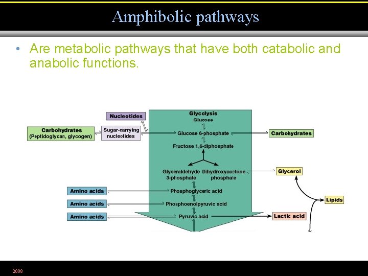 Amphibolic pathways • Are metabolic pathways that have both catabolic and anabolic functions. 2008