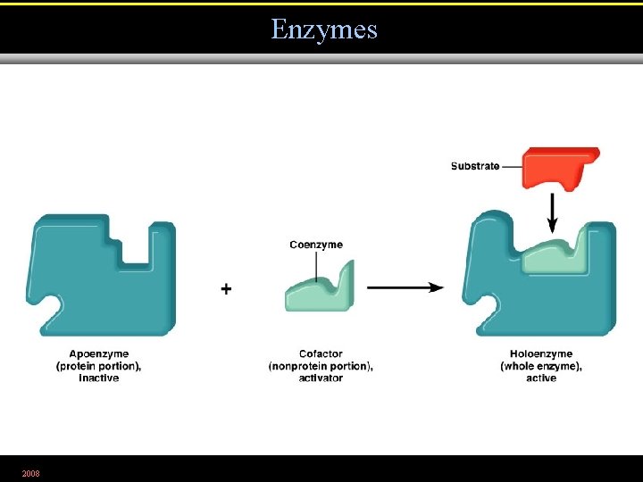 Enzymes 2008 Figure 5. 3 