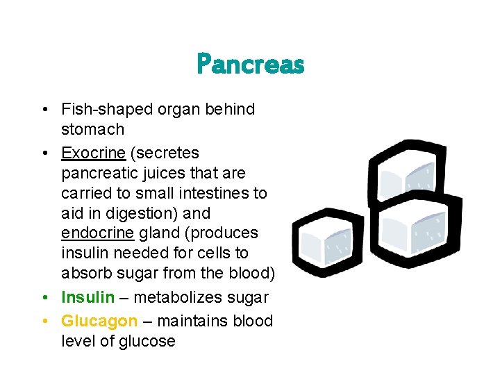 Pancreas • Fish-shaped organ behind stomach • Exocrine (secretes pancreatic juices that are carried