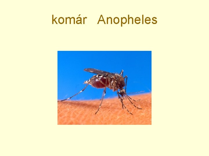 komár Anopheles 