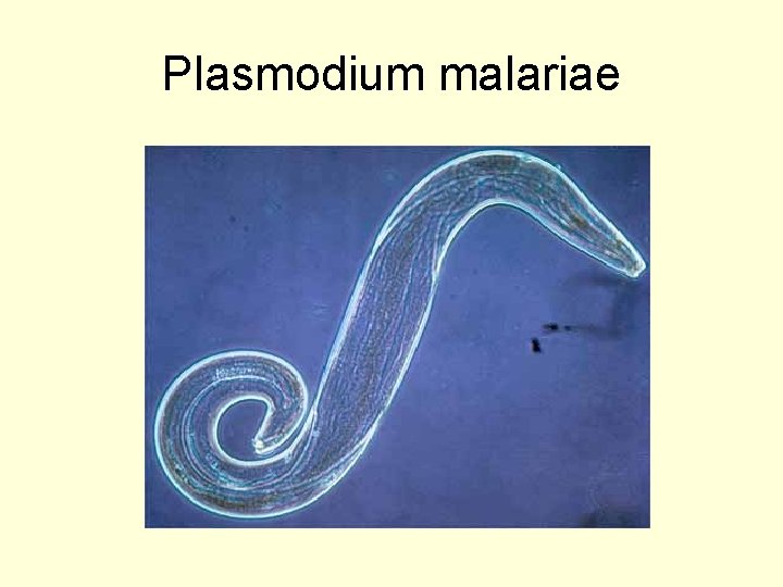 Plasmodium malariae 