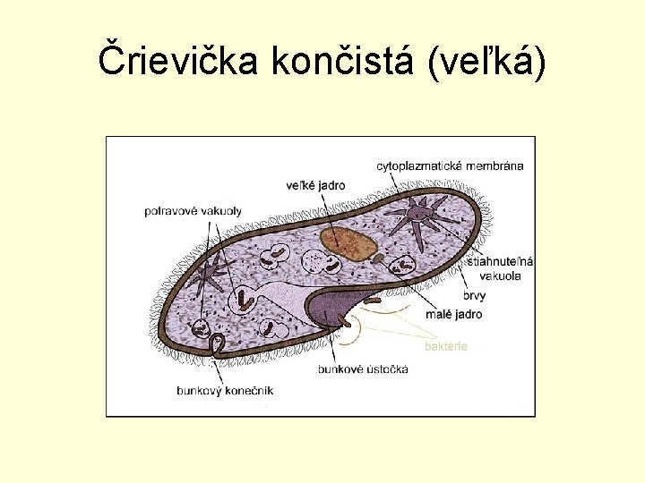 Črievička končistá (veľká) 