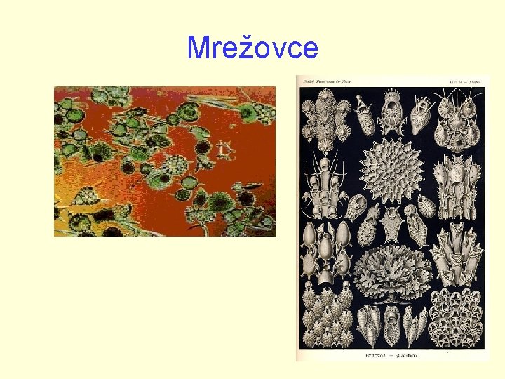 Mrežovce 