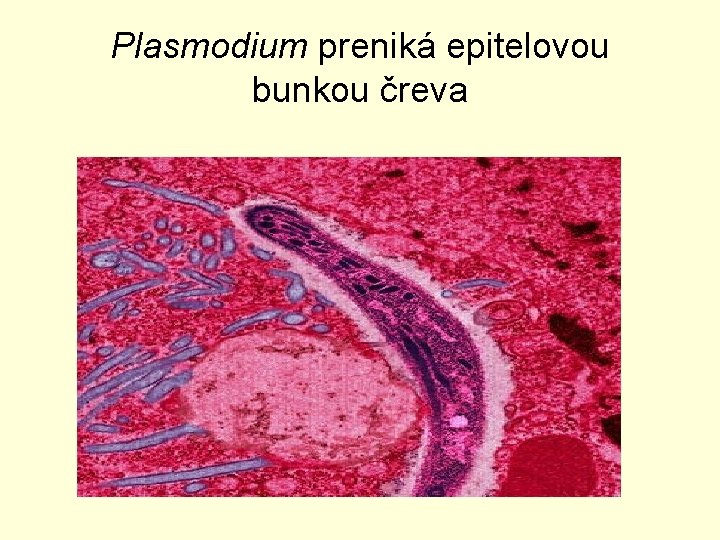 Plasmodium preniká epitelovou bunkou čreva 