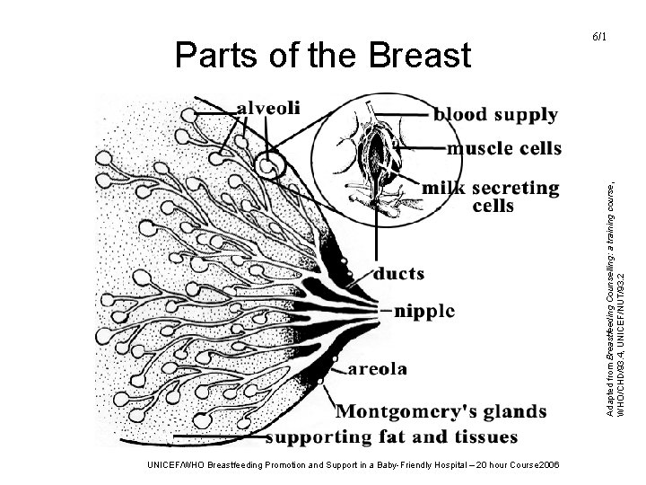 Adapted from Breastfeeding Counselling: a training course, WHO/CHD/93. 4, UNICEF/NUT/93. 2 Parts of the Adapted from Breastfeeding Counselling: a training course, WHO/CHD/93. 4, UNICEF/NUT/93. 2 Parts of the