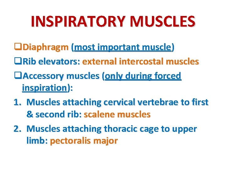 INSPIRATORY MUSCLES q. Diaphragm (most important muscle) q. Rib elevators: external intercostal muscles q.