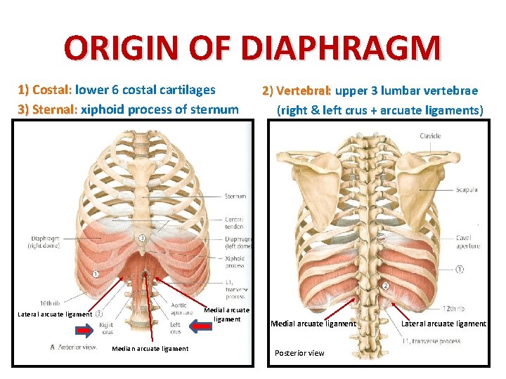 ORIGIN OF DIAPHRAGM 1) Costal: lower 6 costal cartilages 3) Sternal: xiphoid process of