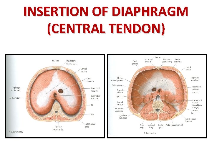 INSERTION OF DIAPHRAGM (CENTRAL TENDON) 