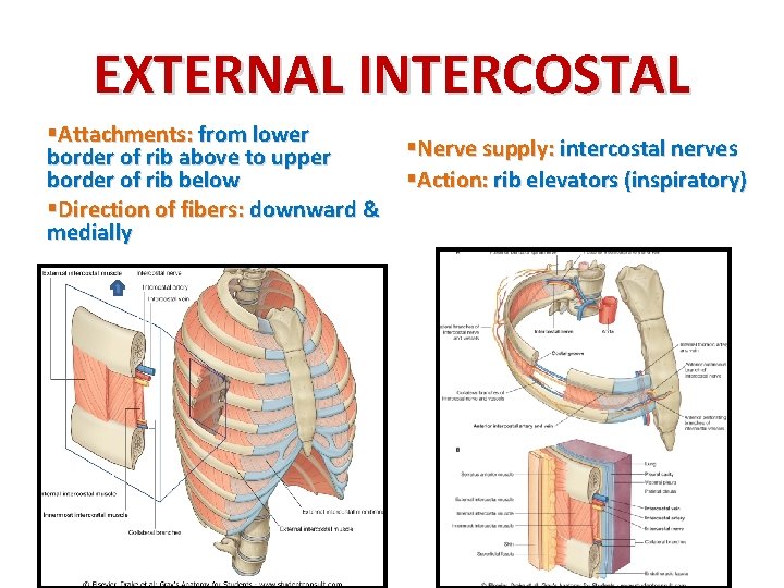 EXTERNAL INTERCOSTAL §Attachments: from lower border of rib above to upper border of rib