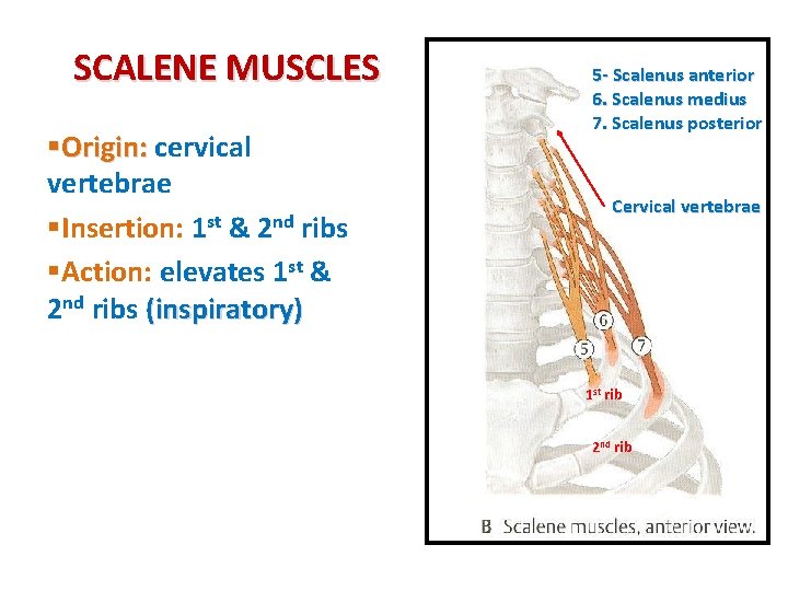 SCALENE MUSCLES §Origin: cervical vertebrae §Insertion: 1 st & 2 nd ribs §Action: elevates