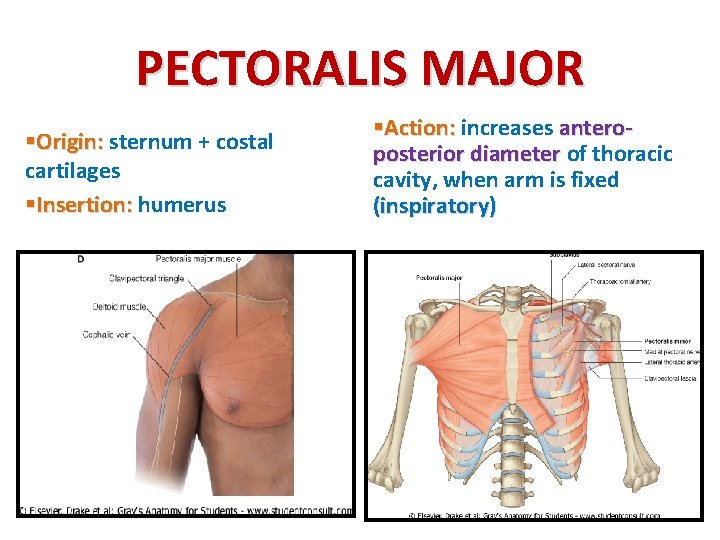 PECTORALIS MAJOR §Origin: sternum + costal cartilages §Insertion: humerus §Action: increases anteroposterior diameter of