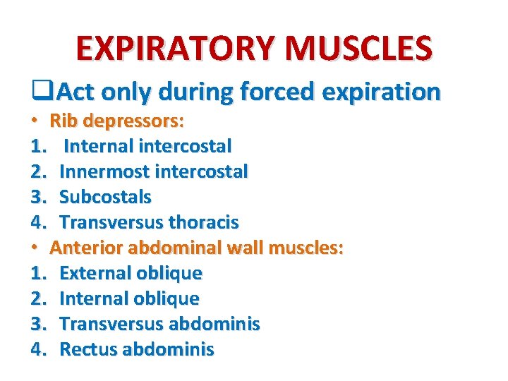 EXPIRATORY MUSCLES q. Act only during forced expiration • Rib depressors: 1. Internal intercostal