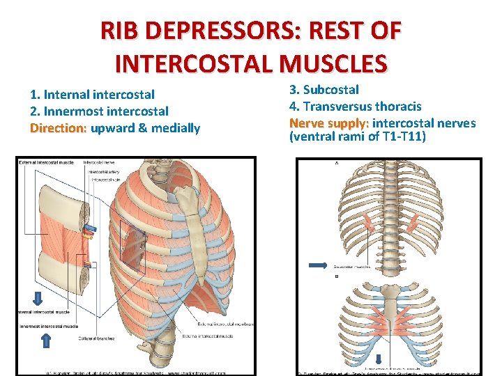 RIB DEPRESSORS: REST OF INTERCOSTAL MUSCLES 1. Internal intercostal 2. Innermost intercostal Direction: upward
