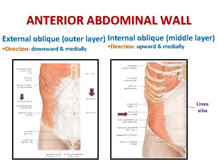 ANTERIOR ABDOMINAL WALL External oblique (outer layer) Internal oblique (middle layer) §Direction: downward &