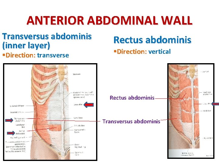 ANTERIOR ABDOMINAL WALL Transversus abdominis (inner layer) §Direction: transverse Rectus abdominis §Direction: vertical Rectus