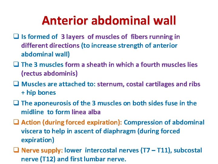 Anterior abdominal wall q Is formed of 3 layers of muscles of fibers running