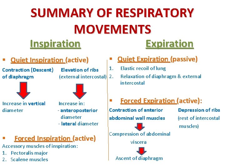 SUMMARY OF RESPIRATORY MOVEMENTS Inspiration § Quiet Inspiration (active) Expiration § Quiet Expiration (passive)